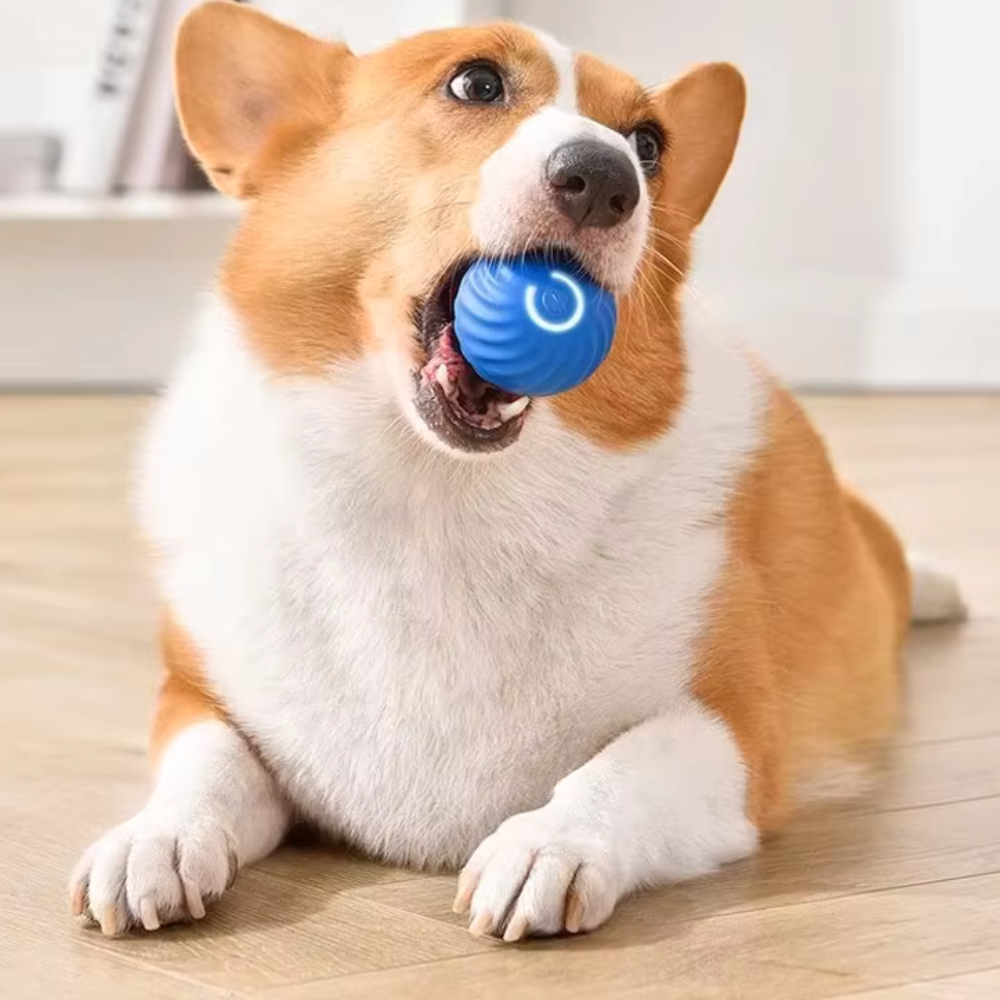 Ballblixt -Ein Spielzeug, das deiner Fellnase wirklich guttut